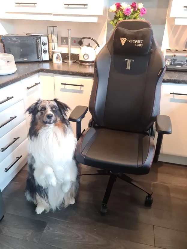 Shane's Dog