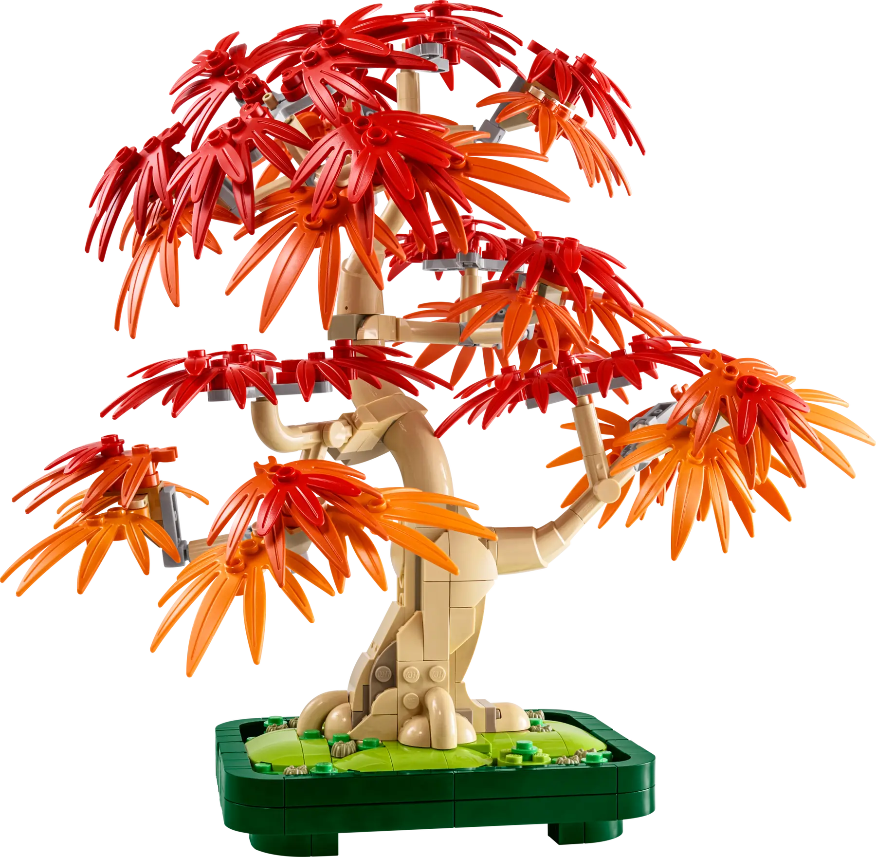 Japanese Red Maple Bonsai Tree (10348)